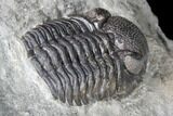 Long Eldredgeops Trilobite - Paulding, Ohio #85553-3